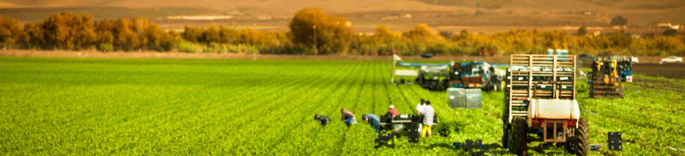 Farm workers harvesting a celery crop in Salinas, CA