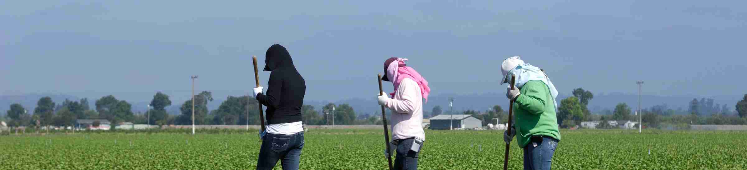 Three Migrant Workers Weeding Field of Leafy Vegetables - Central CA