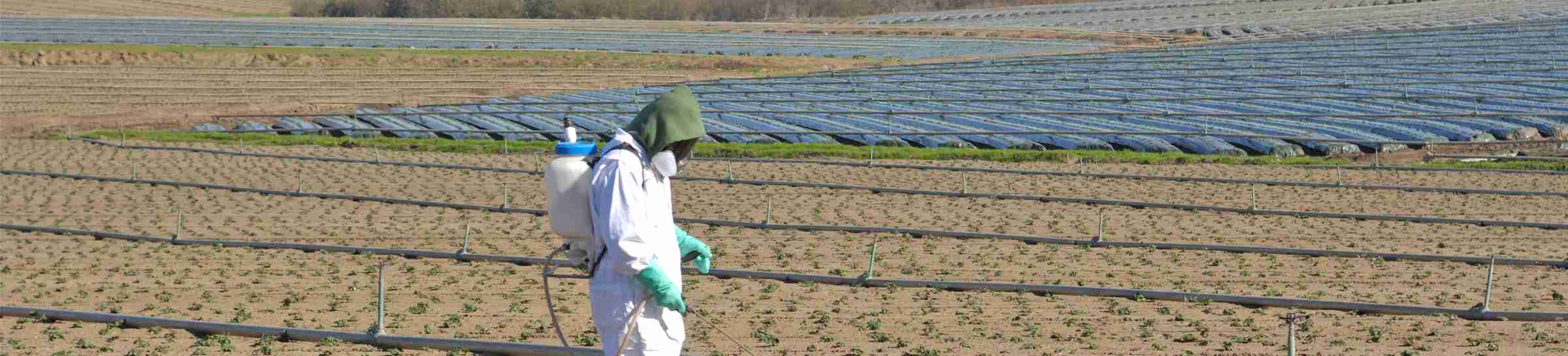 Farm Worker Spraying Seedlings