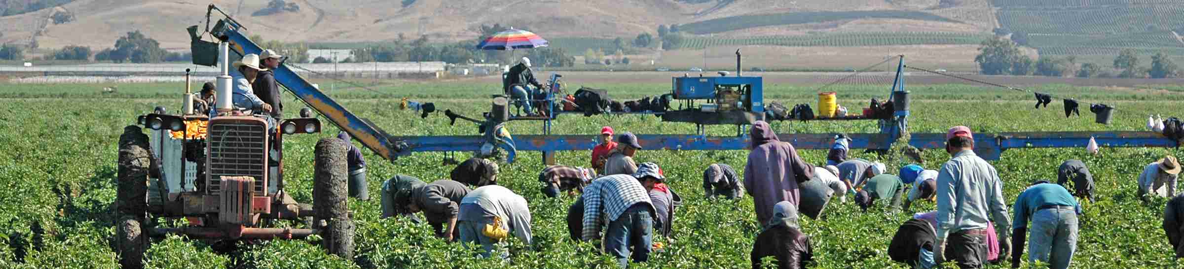 farm workers harvesting yellow peppers in California