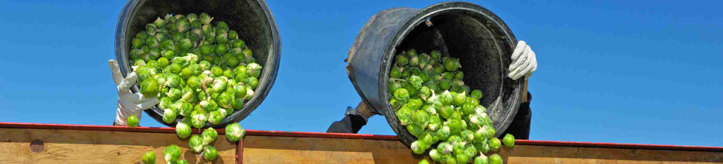 Worker Dumping Brussel Sprouts