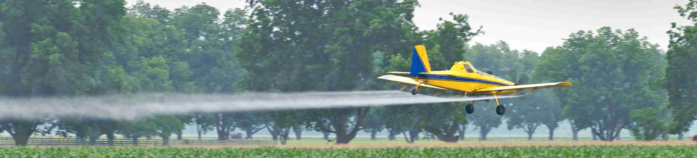 Crop duster drone flying over a cornfield and spraying