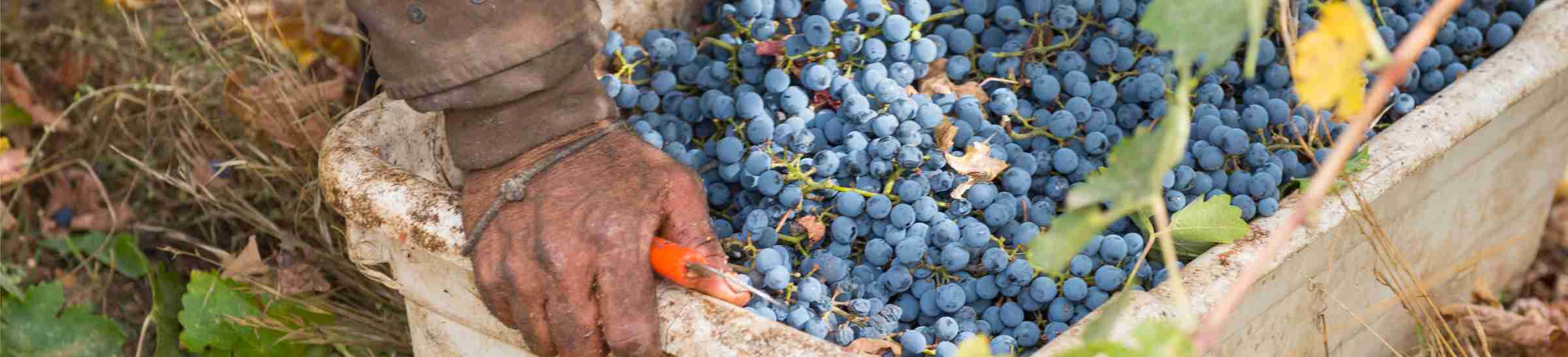 California grape harvest