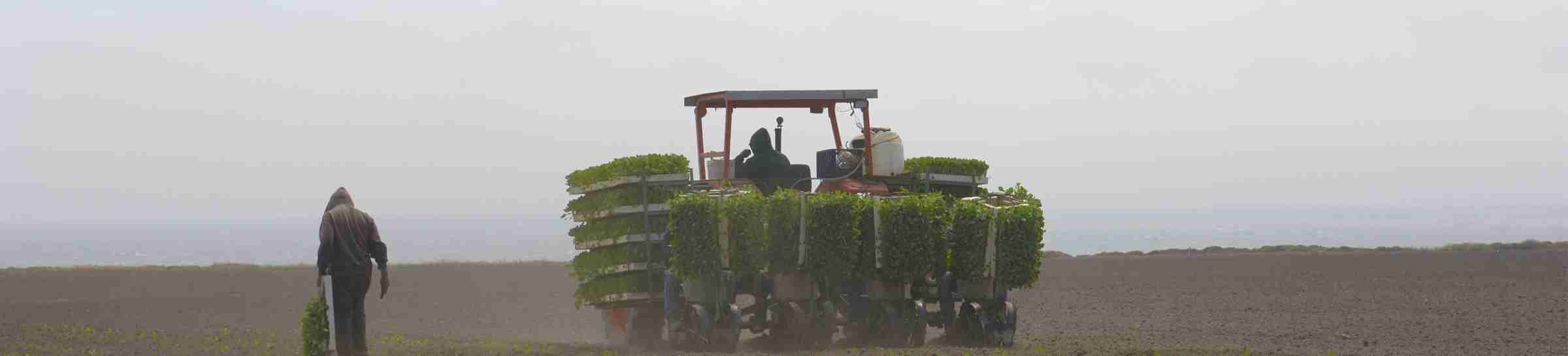 Workers Planting Brussels Sprouts. 