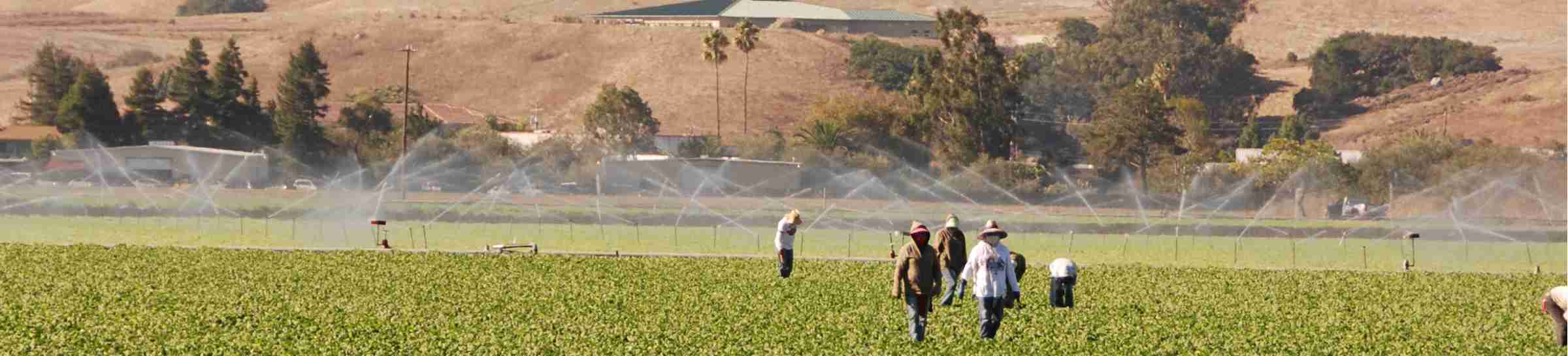 Field workers walk through rows of spinach. The future of fields like this are in question due to a devastating drought which has changed the landscape of rural California, making farmers nervous.