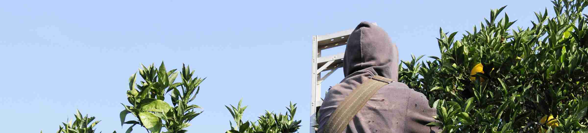 Farm worker picks oranges in Central California grove