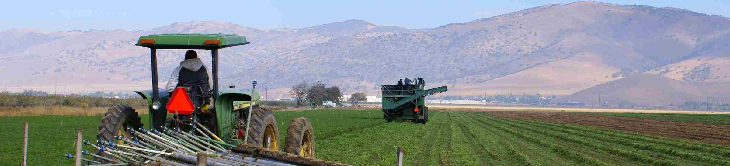 Pulling up irrigation pipes after harvesting carrots near Tehachapi, California