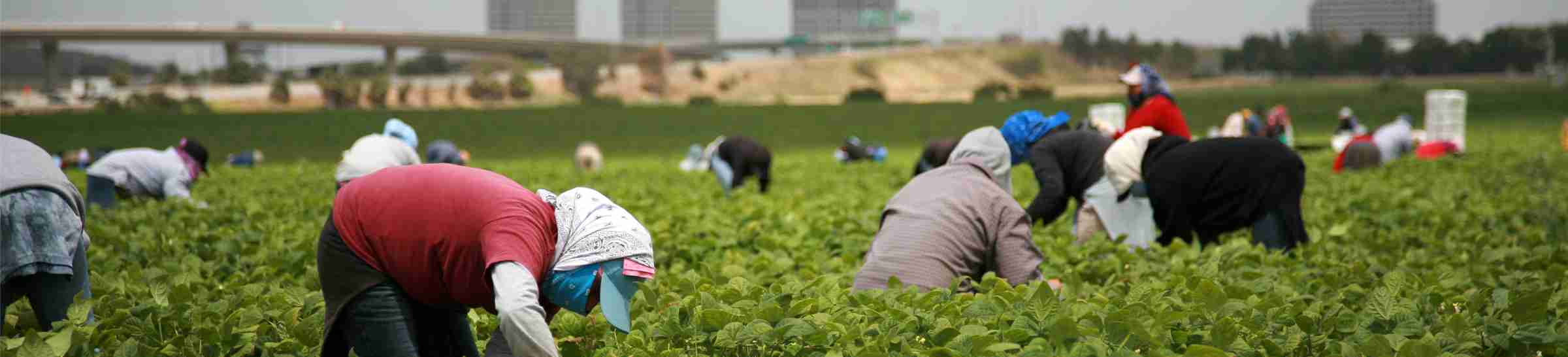 farm workers pick green beans in a field