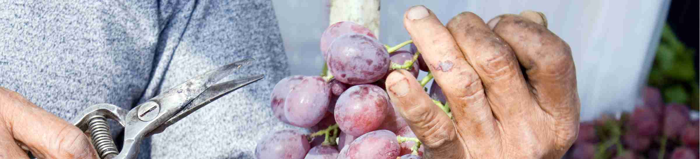 Farm worker trimming grapes