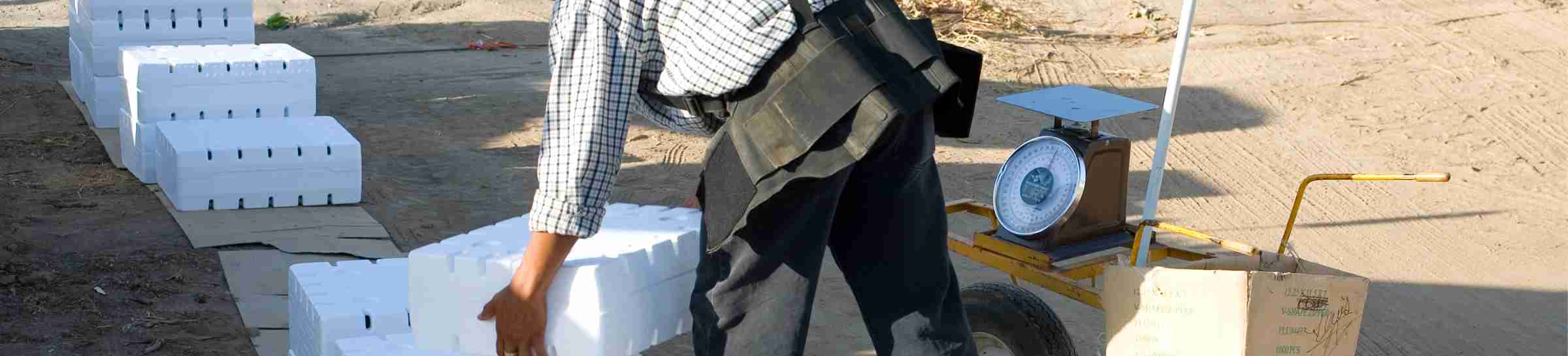 Field worker weighs and stacks packages of grapes, Central California