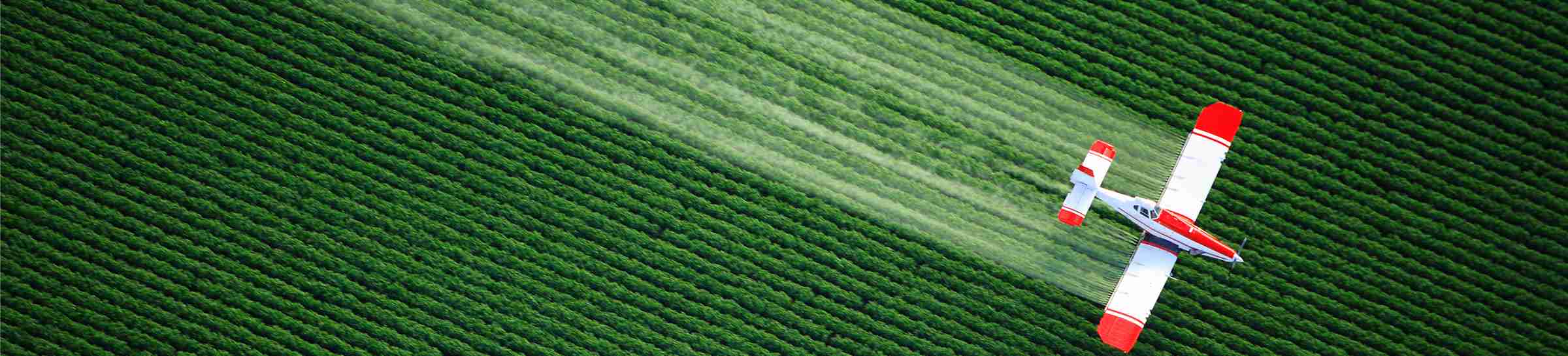 An aerial view of a crop duster or aerial applicator, flying low, and spraying agricultural chemicals, over lush green potato fields in Idaho.