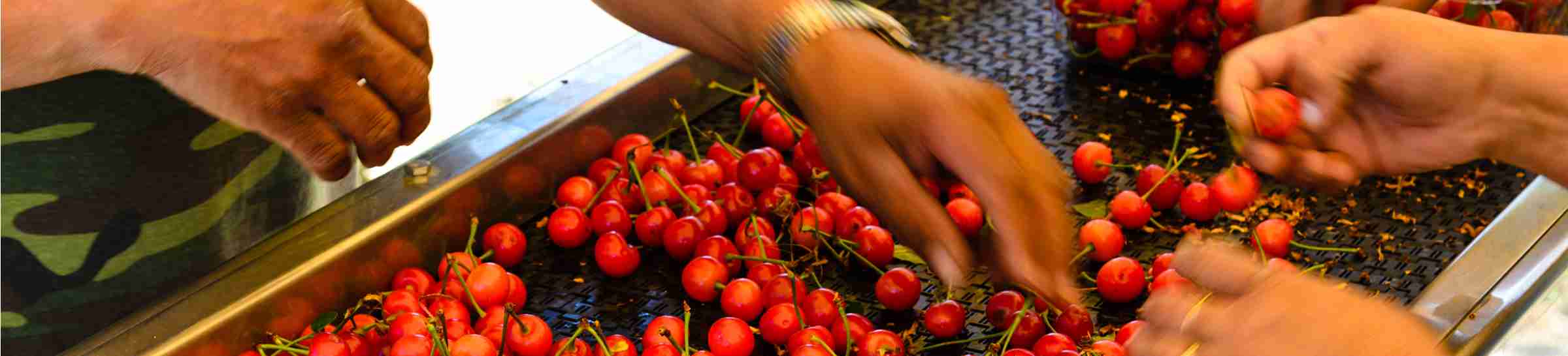 Sorting and processing red and sweet ripe cherries manually, ready to package at Yakima Valley. A prime agricultural area of Washington State, USA.