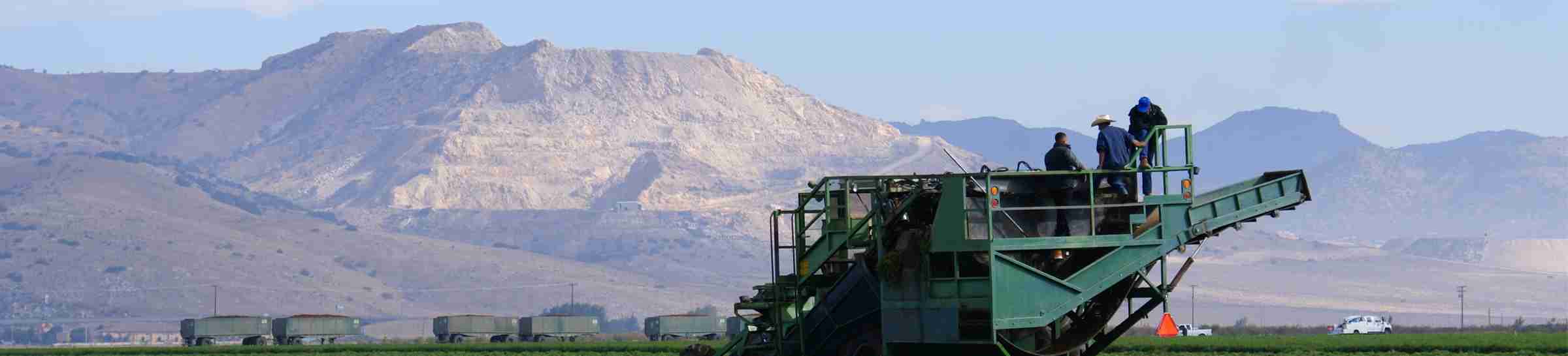 carrot harvester CA