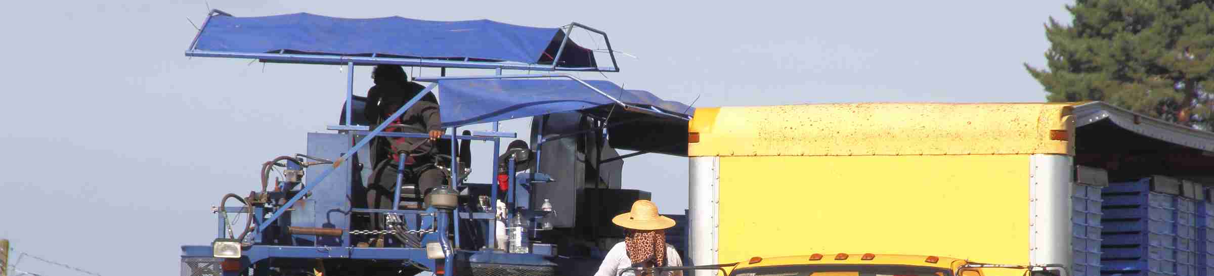 Farm workers in Washington State prepare the machinery for blueberry picking/Washington Agricultural Workers/Farm workers in Washington State prepare the machinery for blueberry picking.